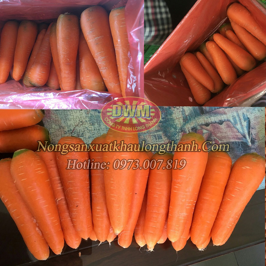Cà rốt tươi