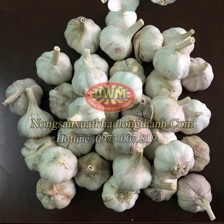 Tỏi tươi xuất khẩu