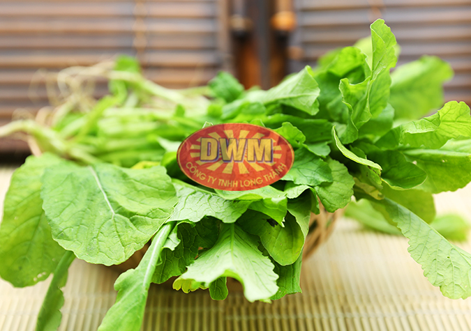 Rau củ cải xuất khẩu
